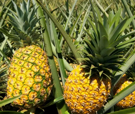 Abacaxi