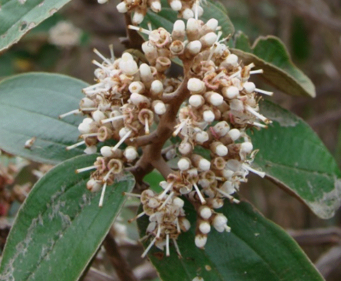 Canela de velho