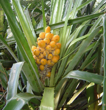 Gravata